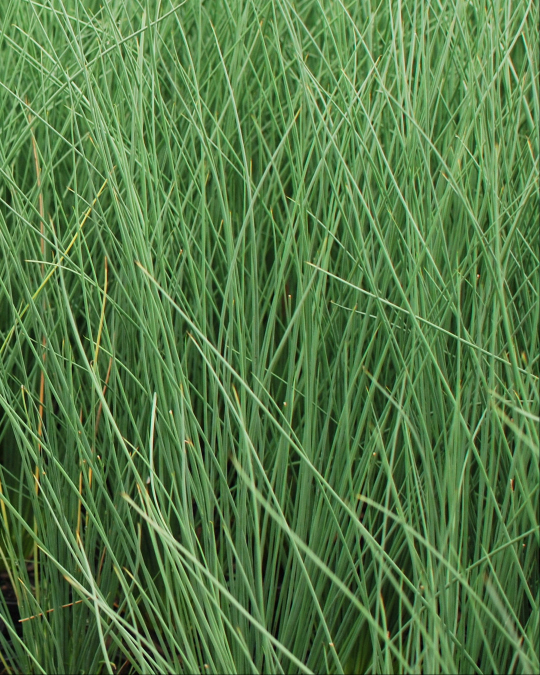 Juncus inflexus 'Blue Arrows' (Blue-Green Rush)