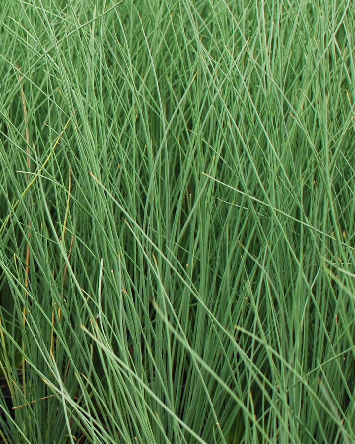 Juncus inflexus 'Blue Arrows' (Blue-Green Rush)