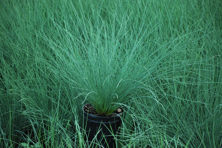 Juncus inflexus 'Blue Arrows' (Blue-Green Rush)