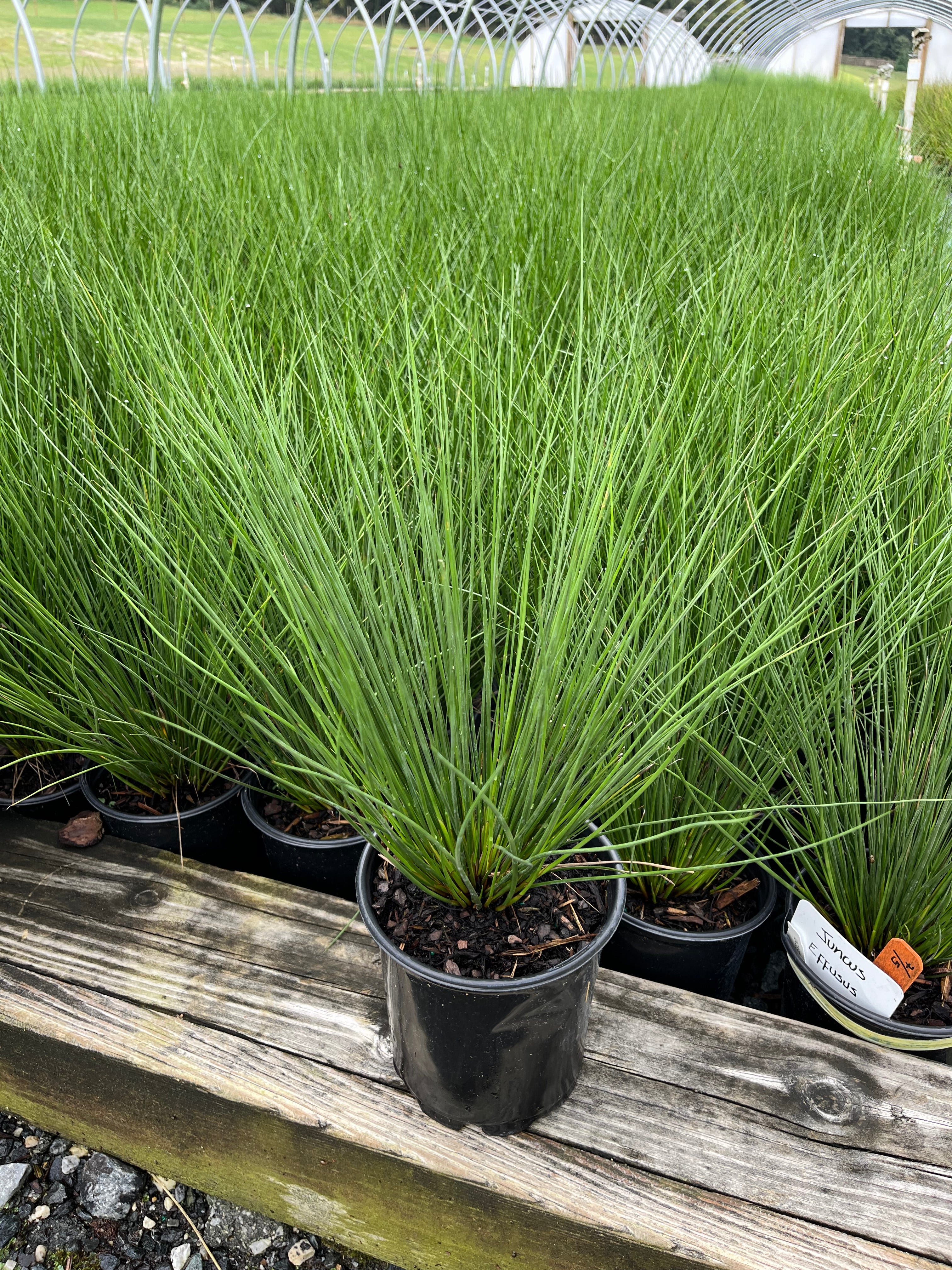 Perennial Farm Marketplace Juncus effusus