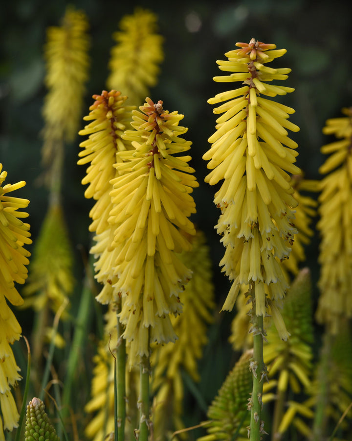 Kniphofia u. 'Glowstick' (Red Hot Poker)