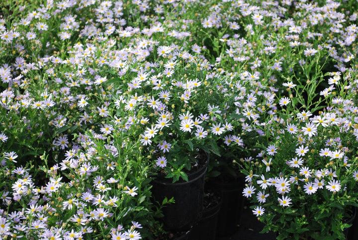 False Aster Kalimeris incisa 'Blue Star' (False Aster)