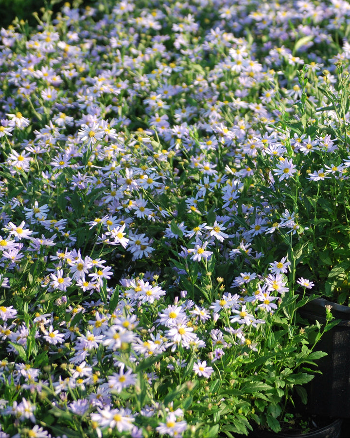 False Aster Kalimeris incisa 'Blue Star' (False Aster)