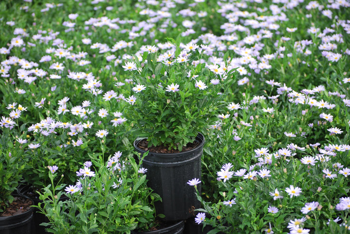 Kalimeris incisa 'Blue Star' (False Aster)
