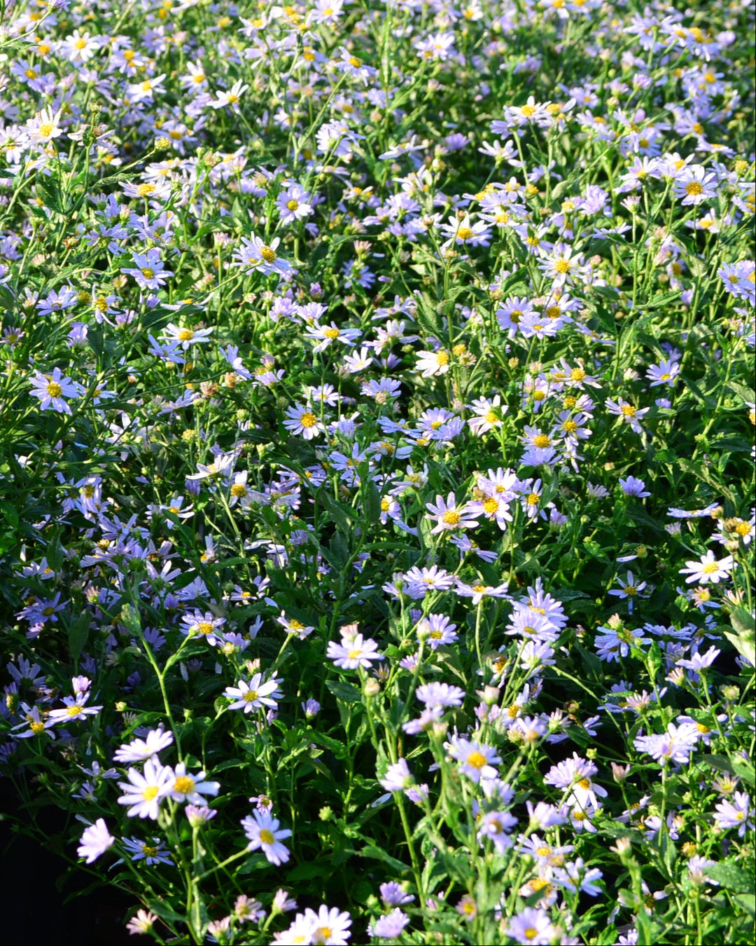 Kalimeris incisa 'Blue Star' (False Aster)