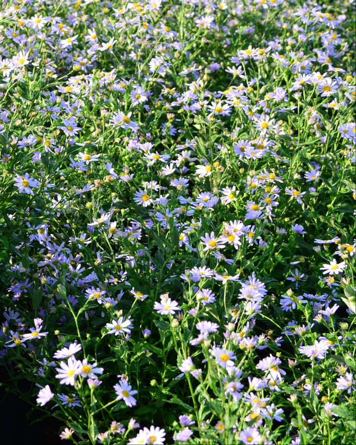 Kalimeris incisa 'Blue Star' (False Aster)