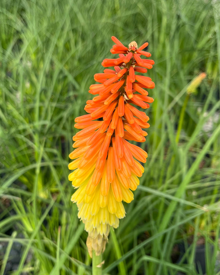 Kniphofia uvaria 'Flamenco' (Red Hot Poker)