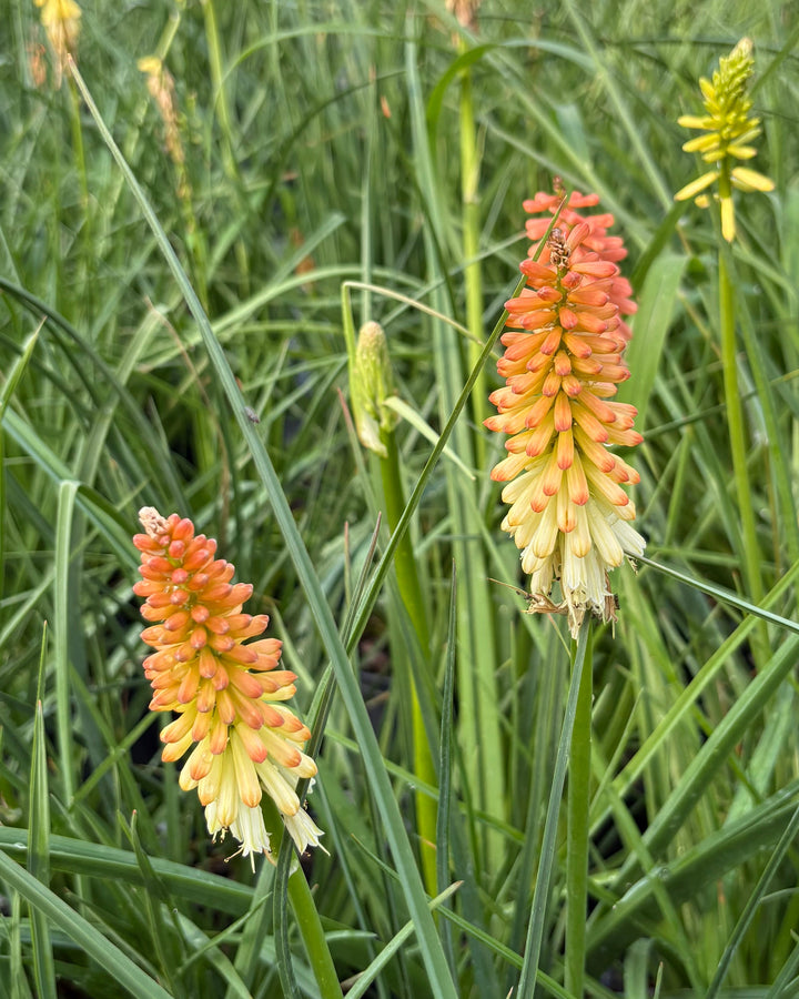 Kniphofia uvaria 'Flamenco' (Red Hot Poker)