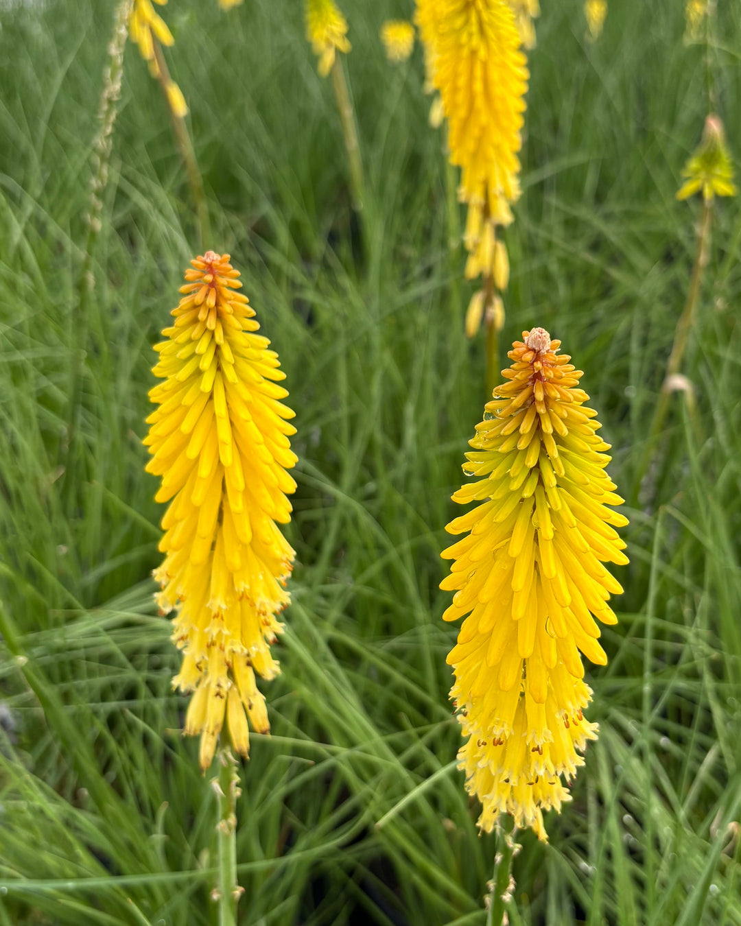Kniphofia u. 'Glowstick' (Red Hot Poker)