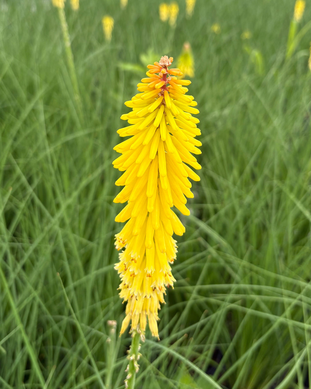 Kniphofia u. 'Glowstick' (Red Hot Poker)