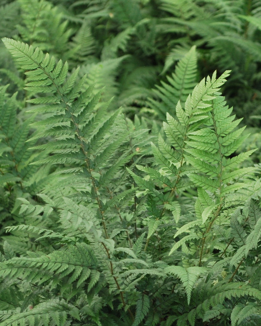Polystichum tsus-simense (Korean Rock Fern)