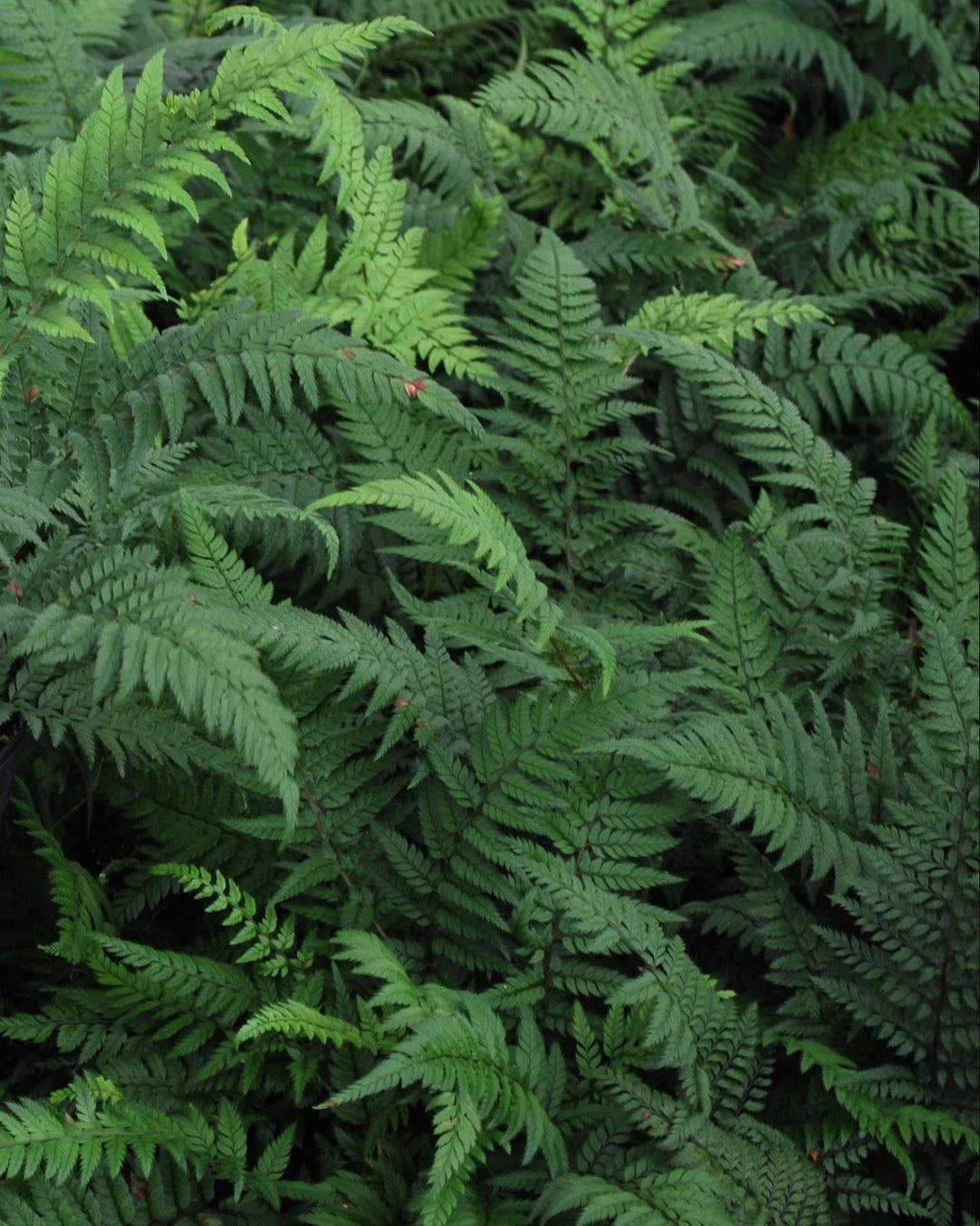 Polystichum tsus-simense (Korean Rock Fern)