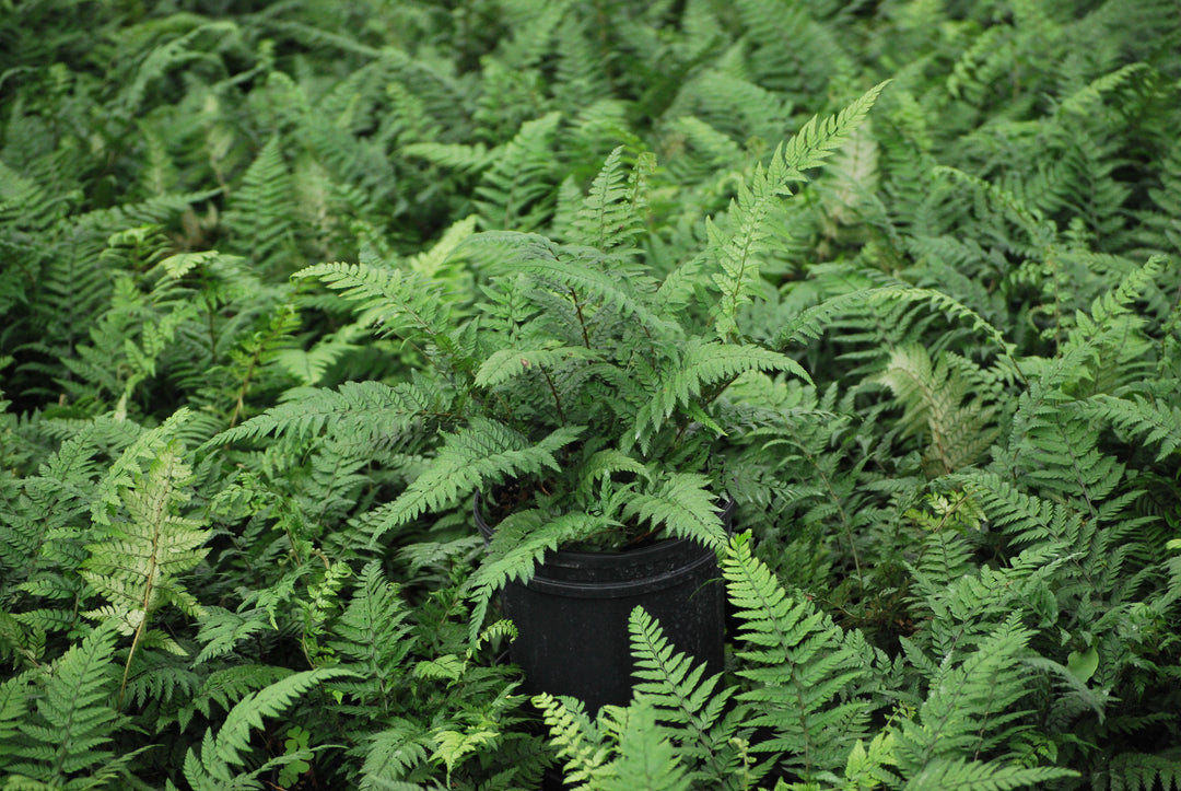 Polystichum tsus-simense (Korean Rock Fern)