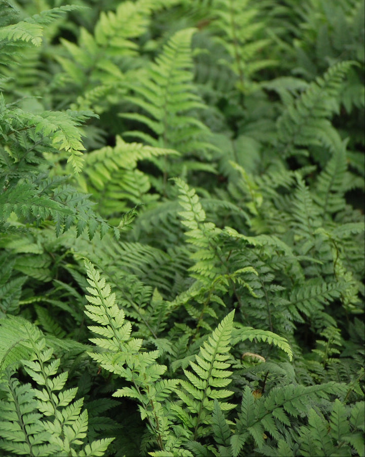 Polystichum tsus-simense (Korean Rock Fern)