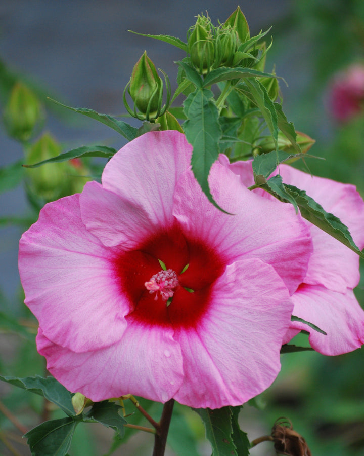 Hibiscus moscheutos 'Lady Baltimore' (Hardy Hibiscus)