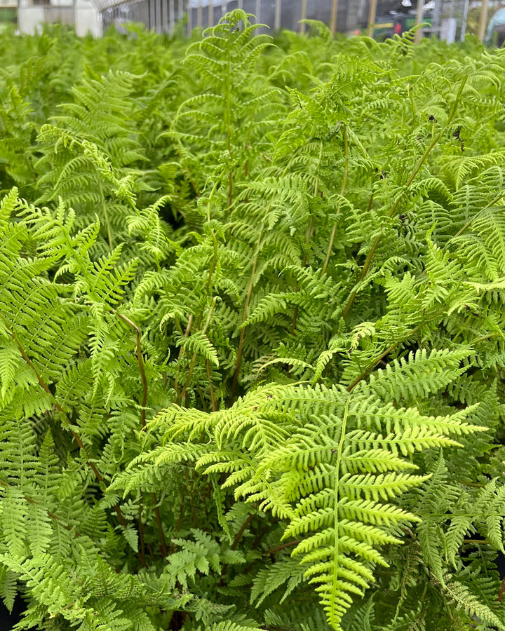 Athyrium filix-femina (Lady Fern)