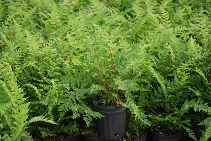 Athyrium filix-femina (Lady Fern)