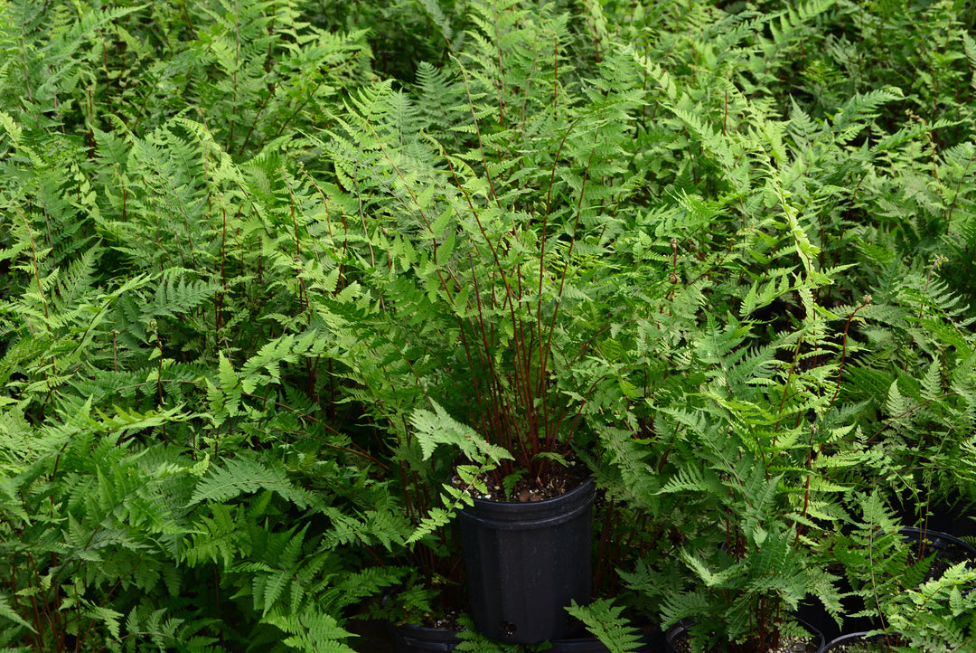anthurium filix femina Athyrium filix-femina (Lady Fern) – Perennial Farm Marketplace