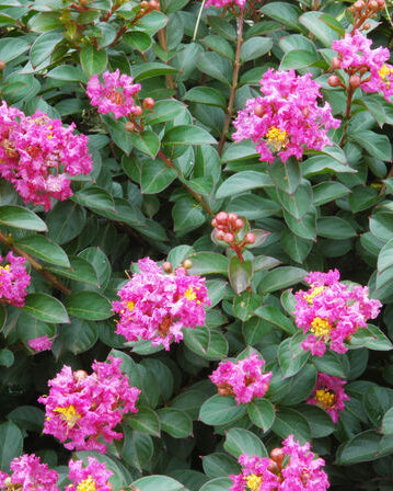 Lagerstroemia x 'Pocomoke' (Dwarf Crape Myrtle)