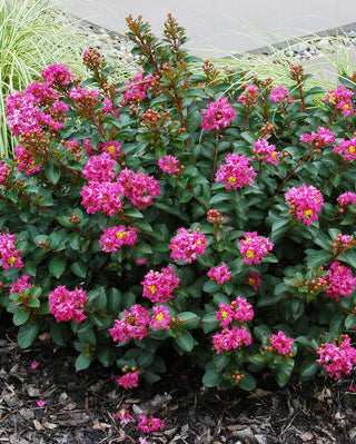 Lagerstroemia x 'Pocomoke' (Dwarf Crape Myrtle)