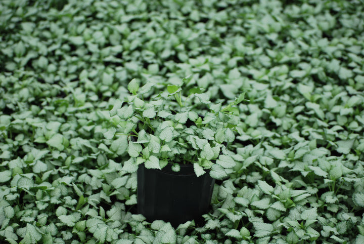 Lamium maculatum 'Beacon Silver' (Dead Nettle)