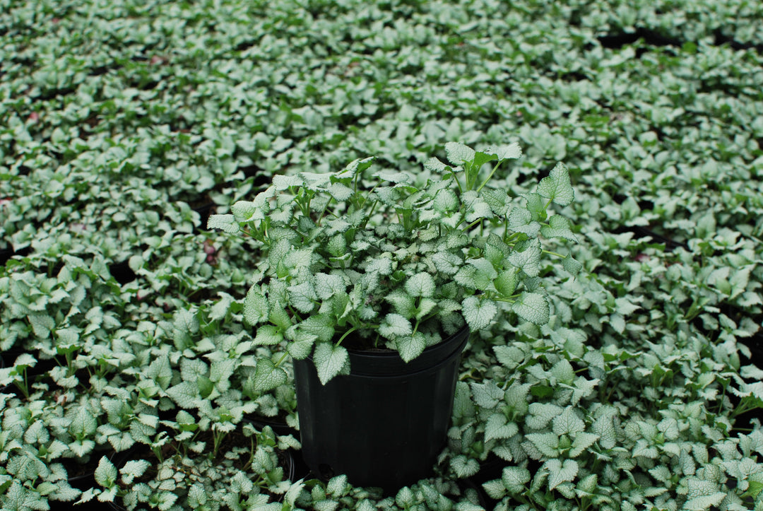 Lamium maculatum 'Purple Dragon' (Dead Nettle)