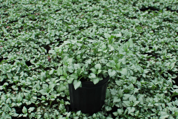 Lamium maculatum 'Purple Dragon' (Dead Nettle)