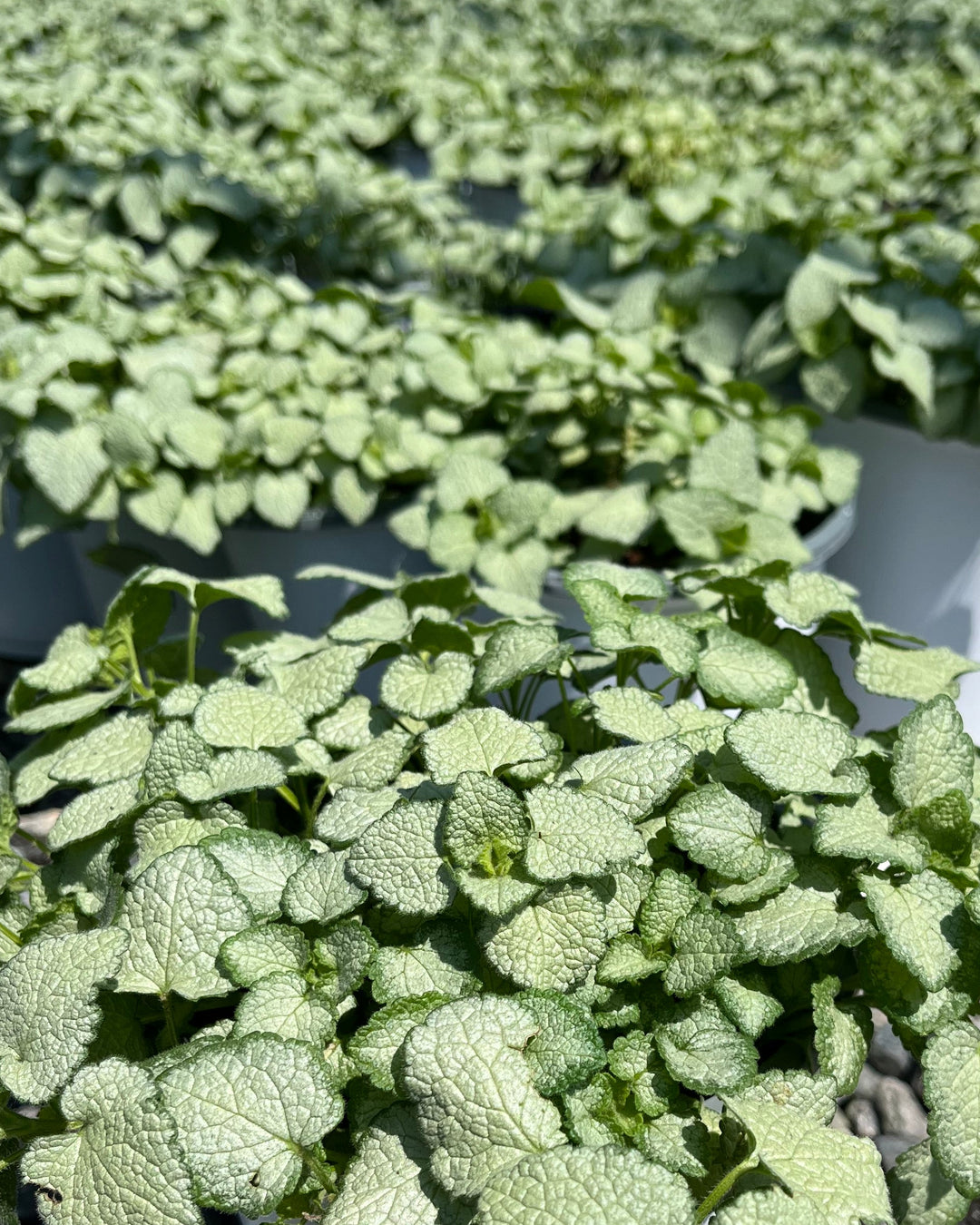 Lamium maculatum 'White Nancy' (Dead Nettle)