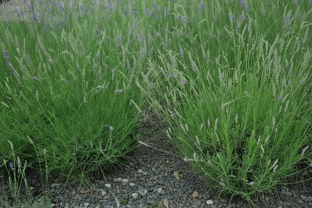 Lavandula x intermedia 'Grosso' (Fat-Spiked Lavender)