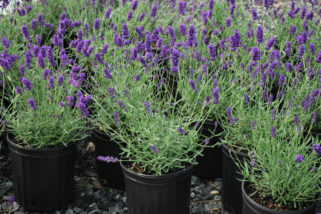 Lavandula angustifolia 'Hidcote' (English Lavender)