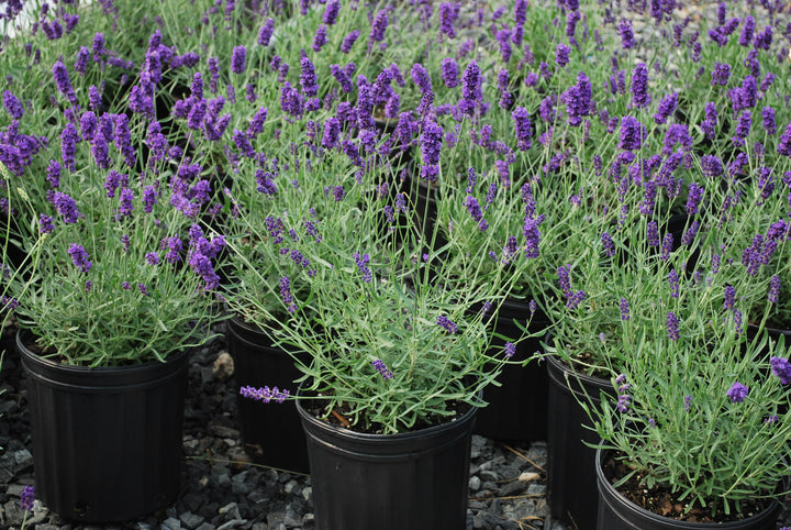 Lavandula angustifolia 'Hidcote' (English Lavender)