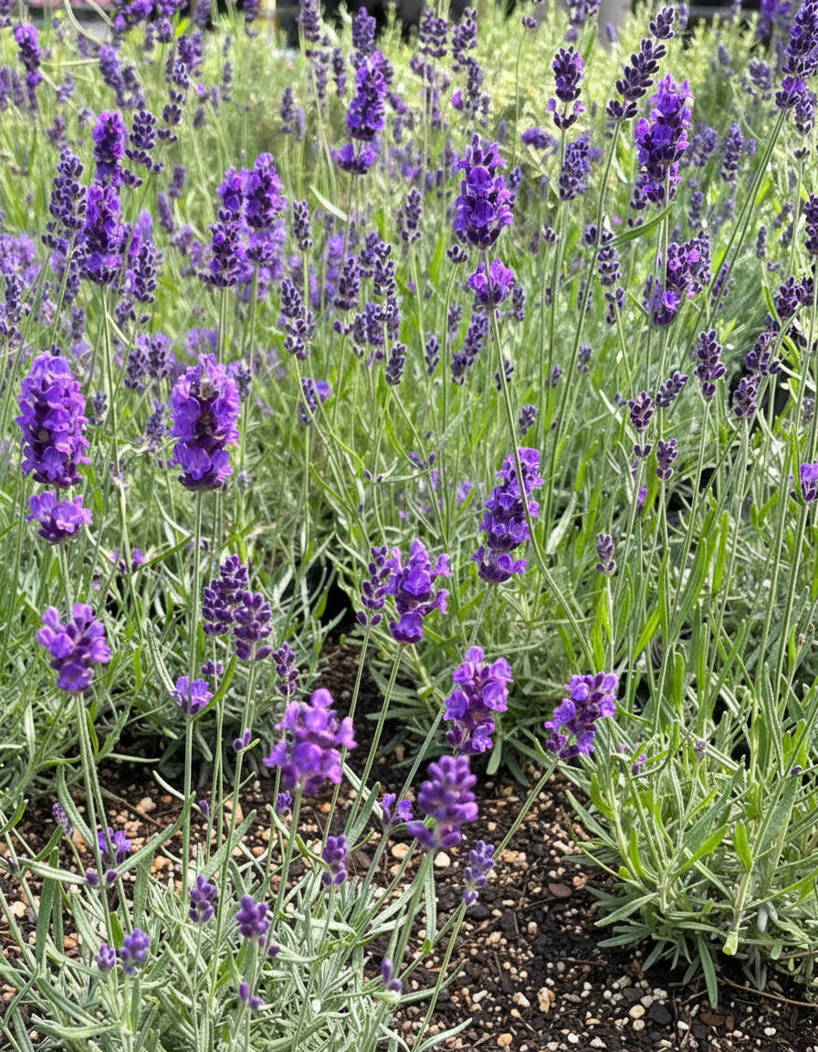 Lavandula angustifolia 'Hidcote' (English Lavender)