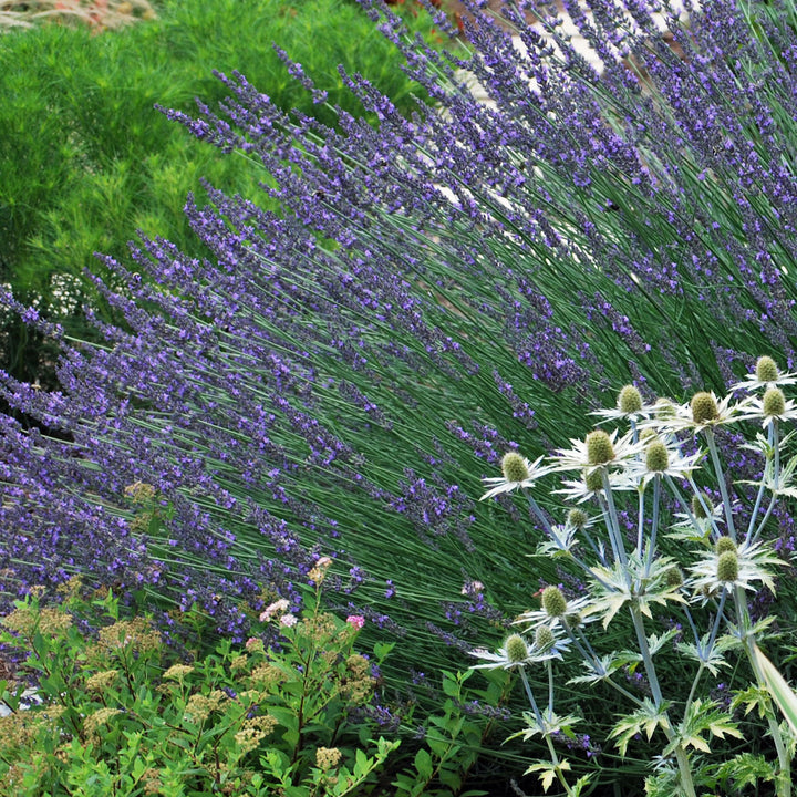 Lavandula x intermedia 'Phenomenal' (Lavender)