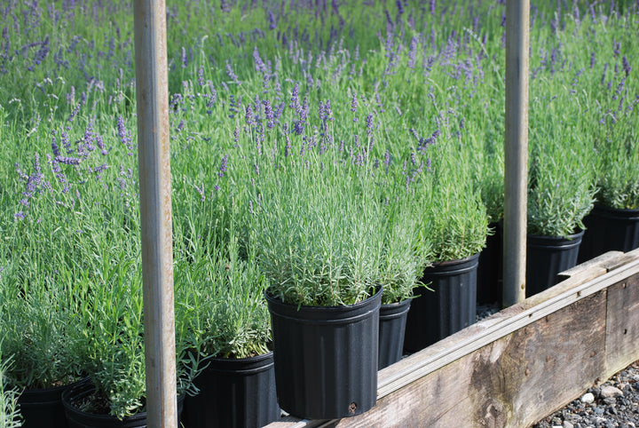 Lavandula angustifolia 'Hidcote' (English Lavender)