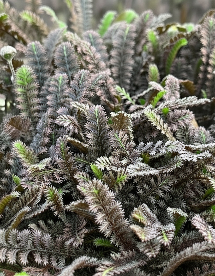 Leptinella x 'Platt's Black' (Brass Buttons)