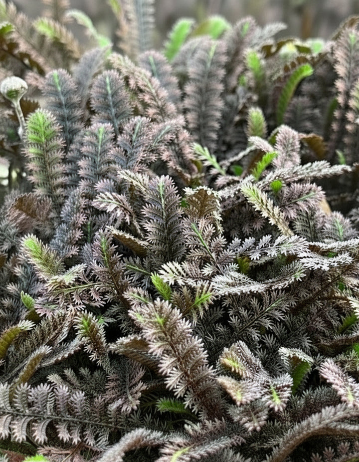 Leptinella x 'Platt's Black' (Brass Buttons)