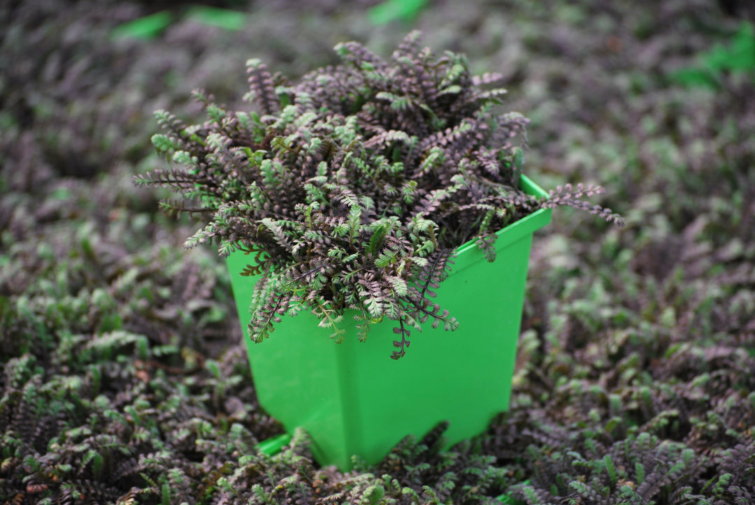 Leptinella x 'Platt's Black' (Brass Buttons)