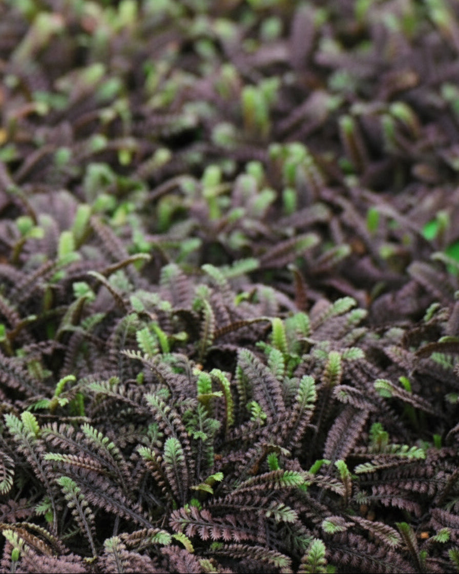 Leptinella x 'Platt's Black' (Brass Buttons)