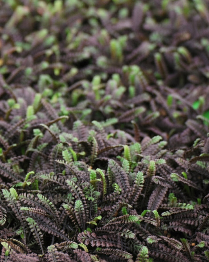 Leptinella x 'Platt's Black' (Brass Buttons)