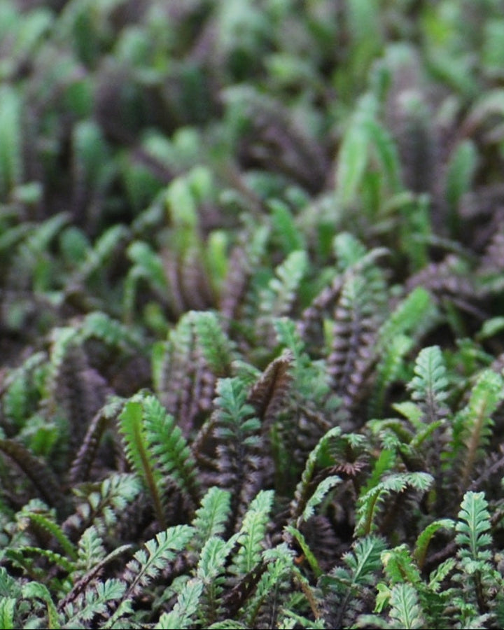 Leptinella x 'Platt's Black' (Brass Buttons)