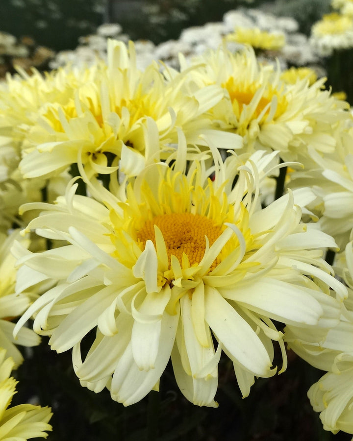 Leucanthemum x superbum Realflor® 'Real Charmer' (Shasta Daisy)
