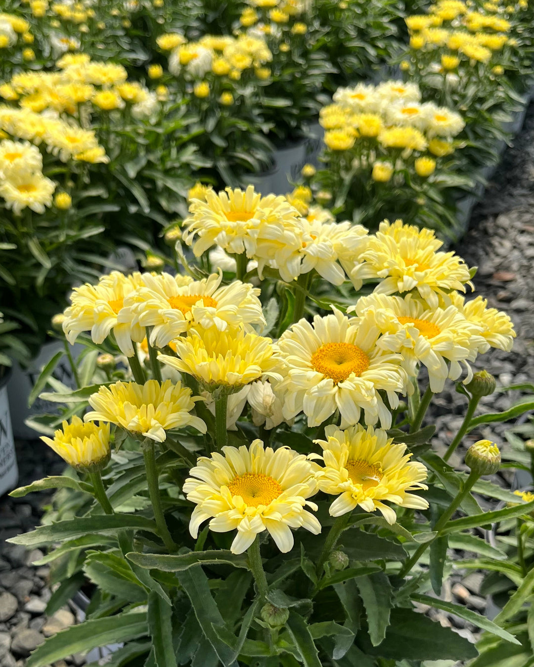 Leucanthemum Amazing Daisies® 'Banana Cream II' (Shasta Daisy)