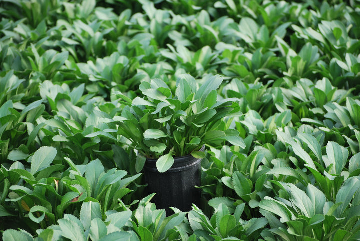 Leucanthemum x 'Becky' (Shasta Daisy)