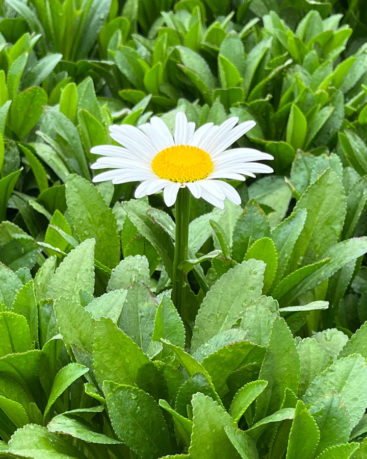 Leucanthemum x 'Becky' (Shasta Daisy)