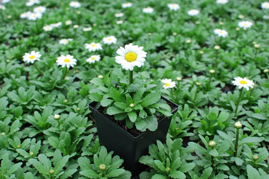 Leucanthemum x superbum 'Darling Daisy' (Dwarf Shasta Daisy)