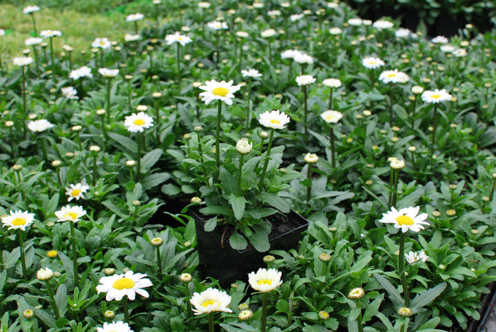 Leucanthemum x superbum 'Darling Daisy' (Dwarf Shasta Daisy)
