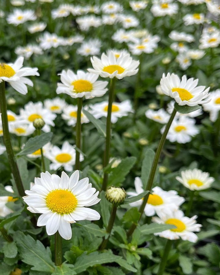 Leucanthemum x superbum 'Darling Daisy' (Dwarf Shasta Daisy)