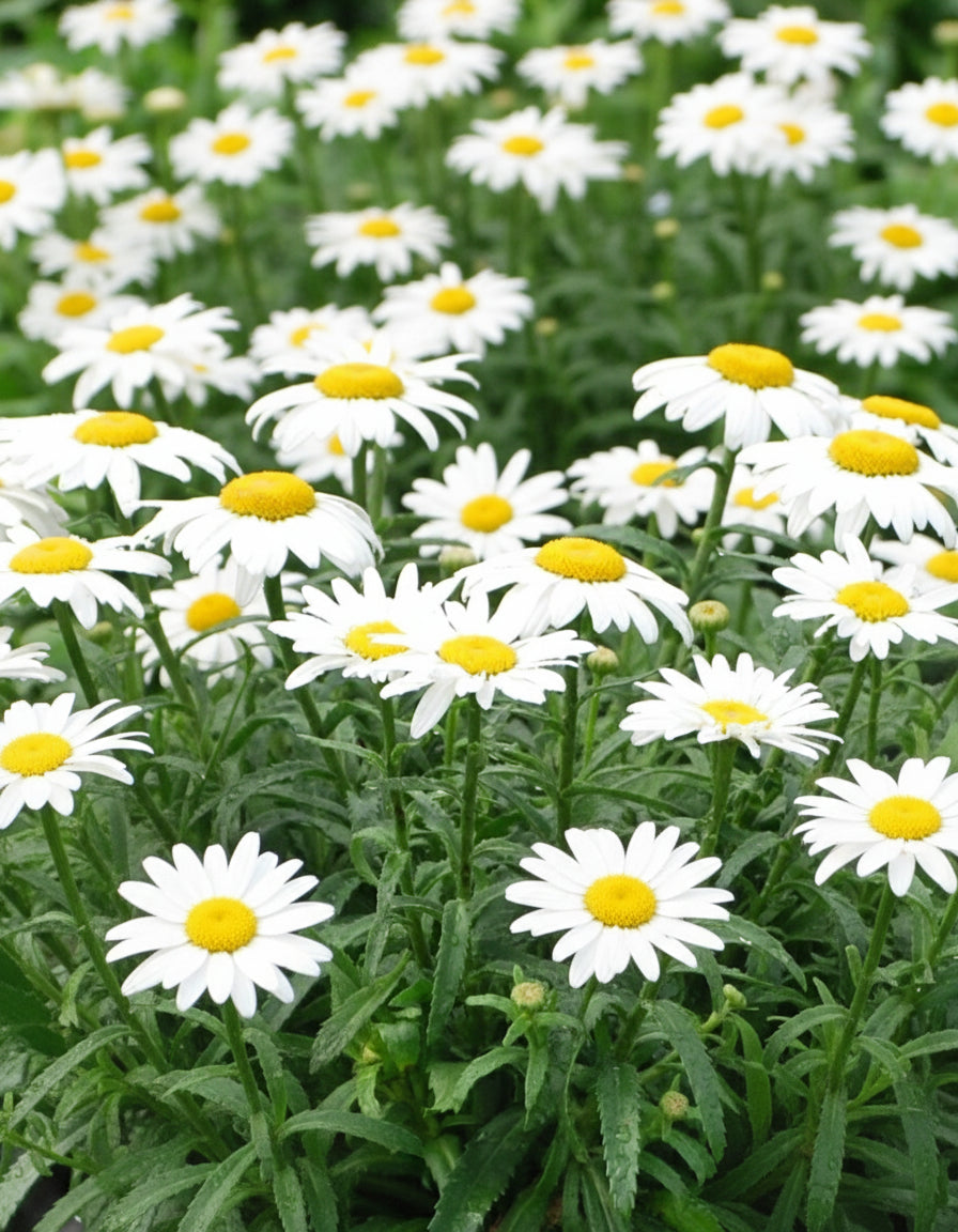 Leucanthemum s. 'Snowcap' (Shasta Daisy) – Perennial Farm Marketplace
