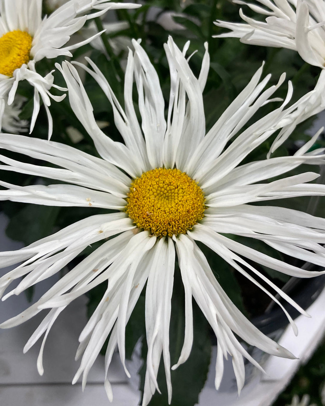 Leucanthemum superbum 'Spun Silk' (Amazing Daisies® Shasta Daisy)