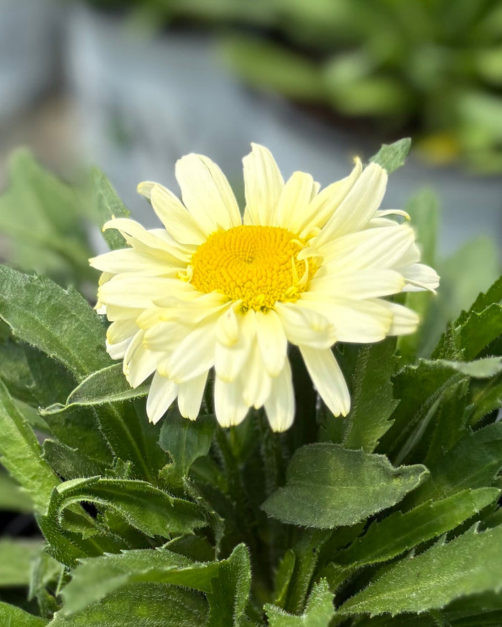 Leucanthemum Amazing Daisies® 'Banana Cream II' (Shasta Daisy)